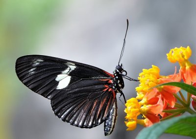 Papillons en liberté - Édition 2016