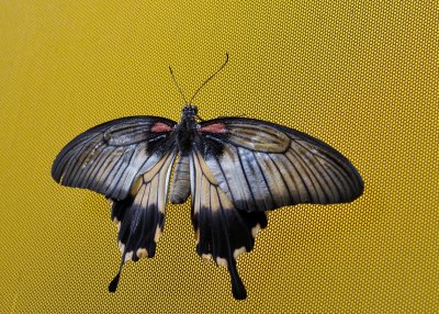 Papillons en liberté - 2016