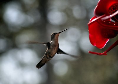 Colibris  gorge rouge - femelle