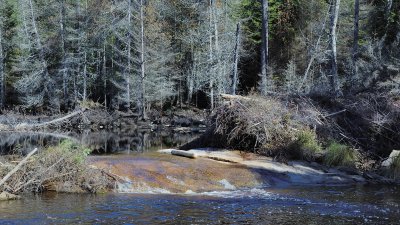 Barrage de castor brisé par la trop forte pression de l'eau