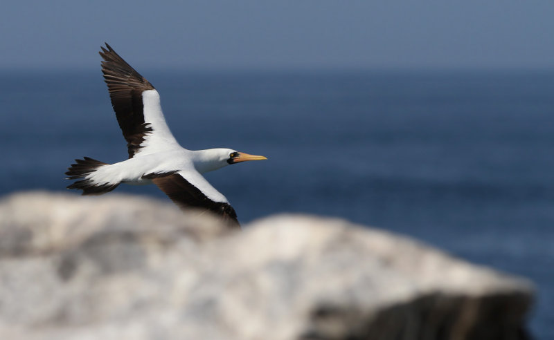 Nazca Booby (Sula granti)