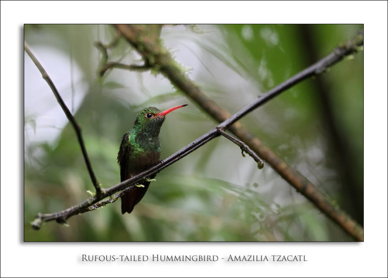 Rufous-tailed Hummingbird - Amazilia tzacatl