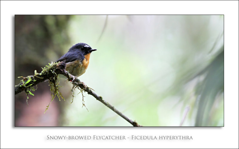 Snowy-browed Flycatcher - Ficedula hyperythra
