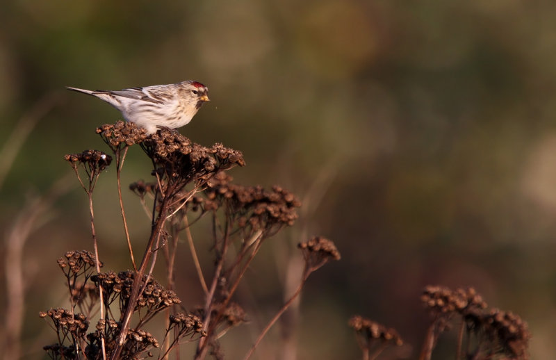 Hvidsisken - (Carduelis hornemanni) - Arctic Redpoll