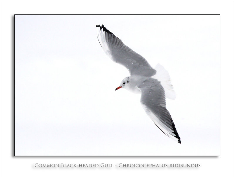 Common Black-headed Gull - Chroicocephalus ridibundus