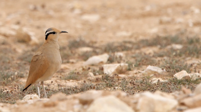 Cream-coloured Courser (Cursorius cursor)