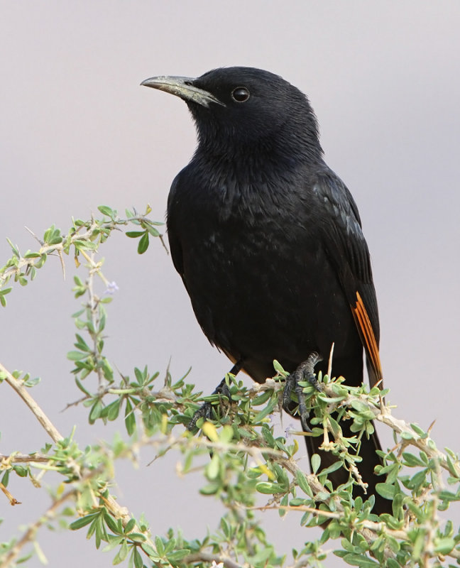 Tristrams Starling (Onychognathus tristramii)