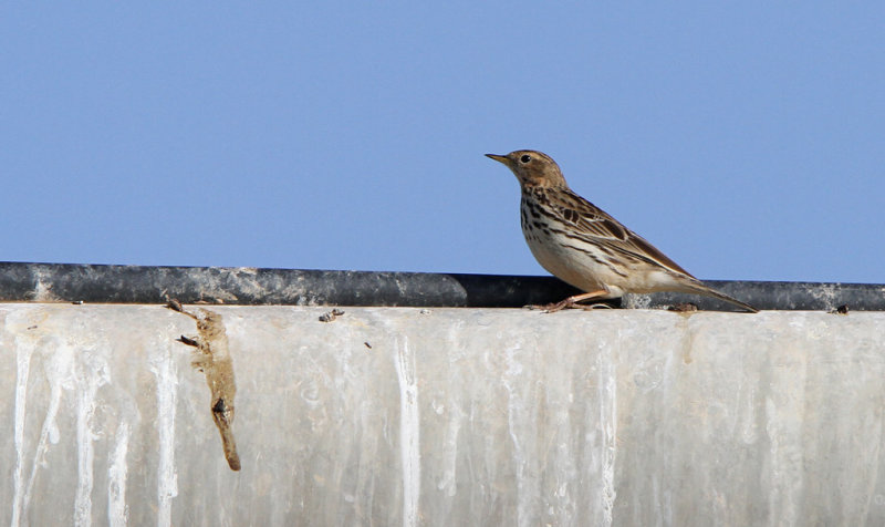Red-throated Pipit - (Anthus cervinus)