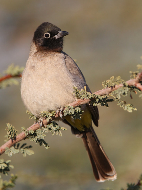 Yellow-vented Bulbul (Pycnonotus goiavier)