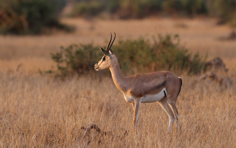 Grants gazelle (Nanger granti)