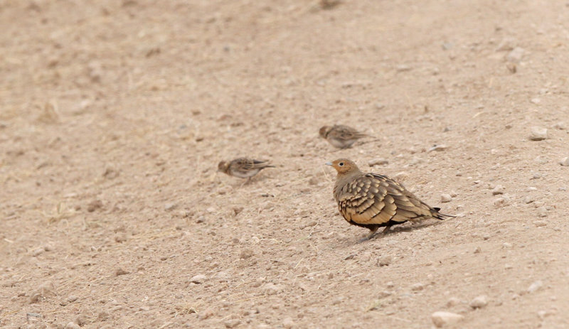Chestnut-bellied Sandgrouse (Pterocles exustus)