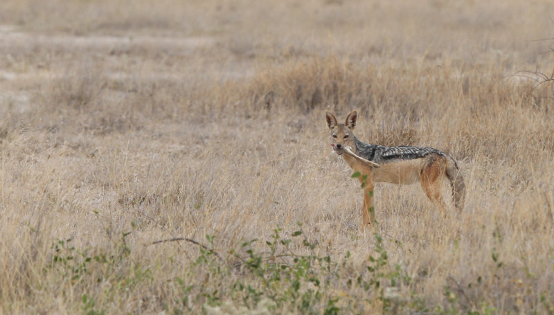 Black-backed Jackal (Canis mesomelas)
