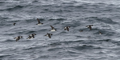 Little Auk - Alle alle