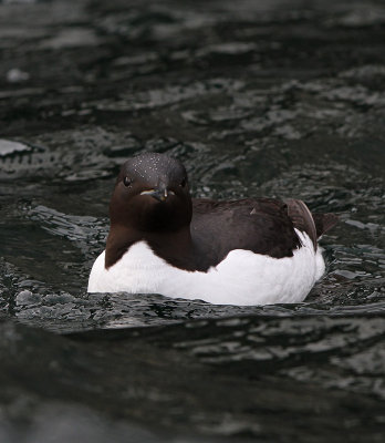 Brünnich's Guillemot