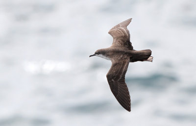 Galapagos Shearwater (Puffinus subalaris)