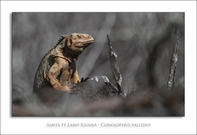 Santa Fe Land Iguana - Conolophus pallidus