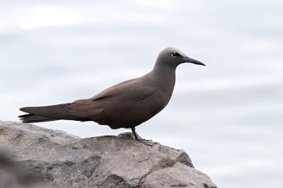 Brown Noddy (Anous stolidus) ssp. galapagensis