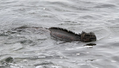 Galapagos Marine Iguana - Amblyrhynchus cristatus ssp. hassi