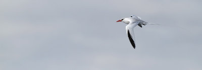 Red-billed Tropicbird - Phaethon aethereus ssp. mesonauta