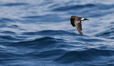 Elliot's Storm Petrel - Oceanites gracilis ssp. galapagoensis