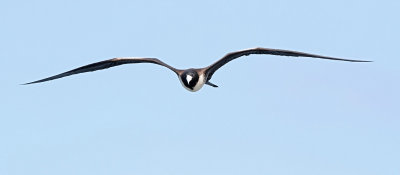 Magnificent Frigatebird (Fregata magnificens)