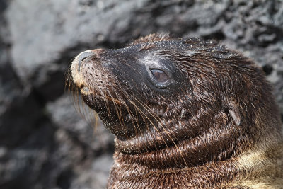 Galpagos Sea Lion - (Zalophus wollebaeki)