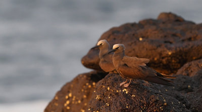 Brown Noddy (Anous stolidus) ssp. galapagensis