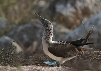 Blue-footed Booby (Sula nebouxii) 