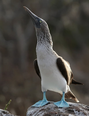 Blue-footed Booby (Sula nebouxii) 