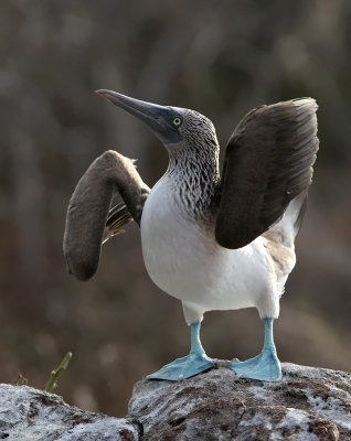 Blue-footed Booby (Sula nebouxii) 