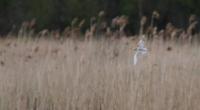 Hvidskægget Terne - (Chlidonias hybrida) - Whiskered Tern