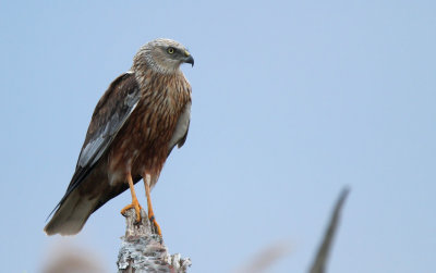 Rørhøg - (Circus aeruginosus) - Western Marsh Harrier