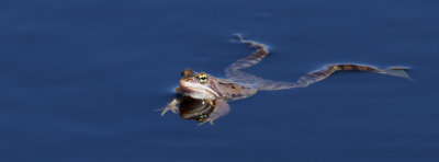 AMPHIBIANS