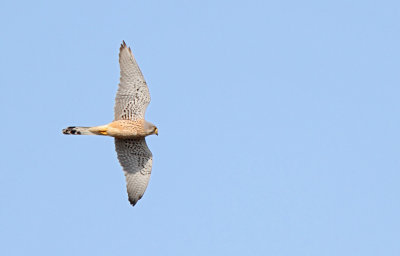Tårnfalk - (Falco tinnunculus) - Common Kestrel