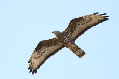 Hvepsevåge - (Pernis apivorus) - European Honey-buzzard