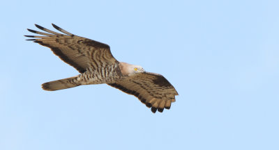 Hvepsevåge - (Pernis apivorus) - European Honey-buzzard