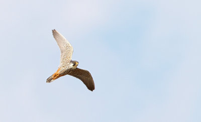 Lærkefalk - (Falco subbuteo) - Eurasian Hobby
