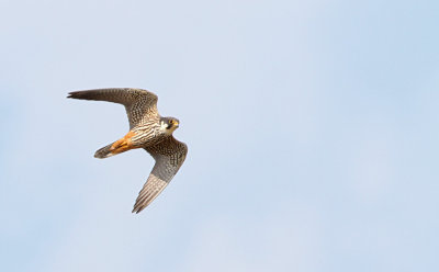 Lærkefalk - (Falco subbuteo) - Eurasian Hobby