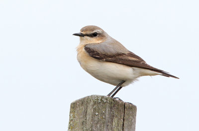 Stenpikker - (Oenanthe oenanthe) - Northern Wheatear