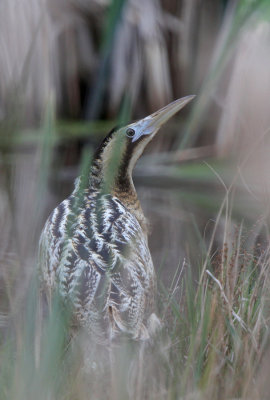 Rørdrum - (Botaurus stellaris) - Eurasian Bittern