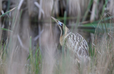 Rørdrum - (Botaurus stellaris) - Eurasian Bittern