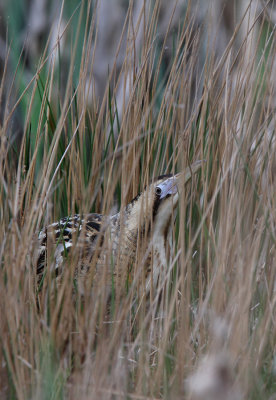 Rørdrum - (Botaurus stellaris) - Eurasian Bittern