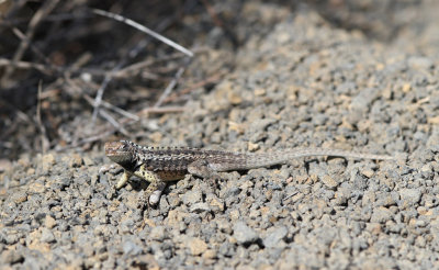 Floreana Lava Lizard (Microlophus grayii) 