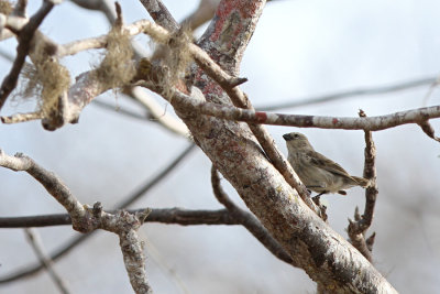 Medium Tree Finch (Camarhynchus pauper)