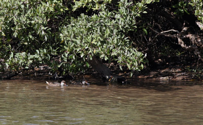 White-cheeked Pintail - Anas bahamensis ssp. galapagensis