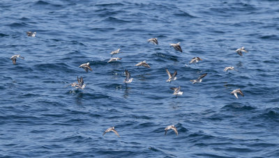 Red-necked Phalarope (Phalaropus lobatus)