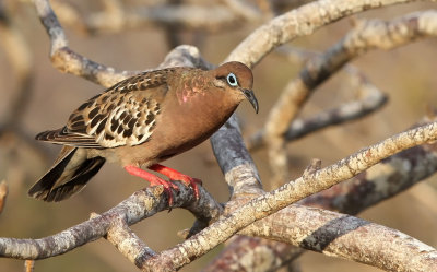 Galápagos Dove (Zenaida galapagoensis)