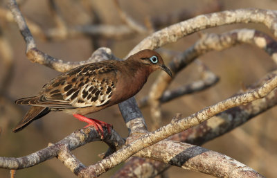 Galápagos Dove (Zenaida galapagoensis)