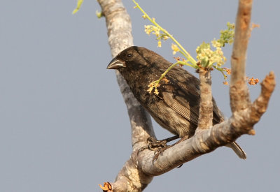 Medium Ground Finch (Geospiza fortis)