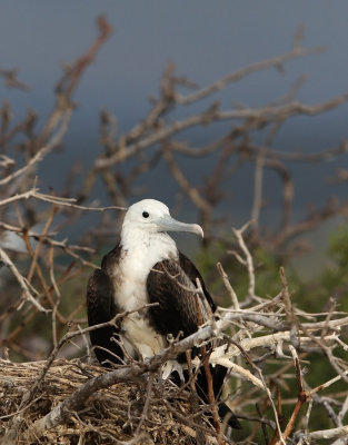 Magnificent Frigatebird (Fregata magnificens)